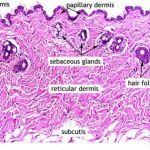 Skin tissue image