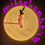 Mitochondria in the Tiger Cell sample.